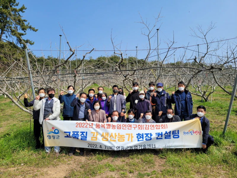 영광군이 지난 7일 영광읍, 군서면, 묘량면 일대 감 연합회 소속 재배농가 과수원에서 고품질 감 생산을 위한 전문 현장 컨설팅을 실시했다. 사진=영광군