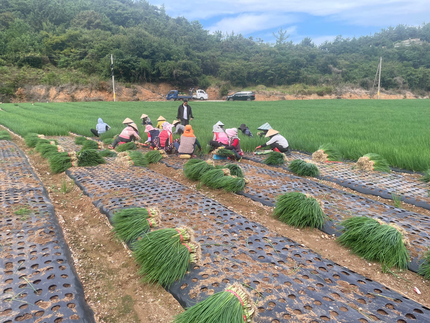 보성군, 노지 쪽파 수확 '한창'···올해 1만6천t 생산 예상