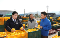 고흥 유자, 수매가 30% 상승···생산농가 ‘함박웃음’